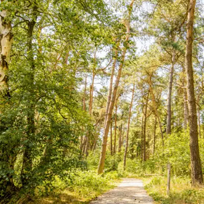 Bosrijke natuurbegraafplaats